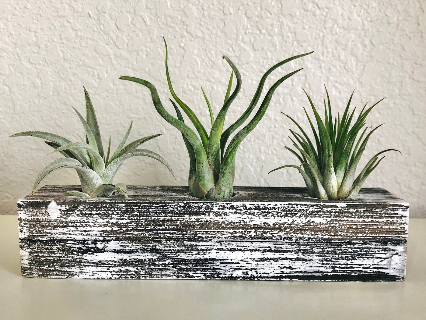 How Much Water Does my Air Plant Need?  | The Artizan Way Air Plant Boutique