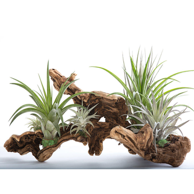 Caring for your Air Plants