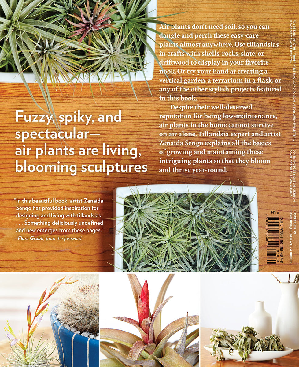 air plant inspiration Air Plants - The Curious World of Tillandsia