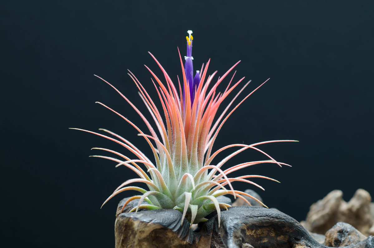 Tillandsia Ionantha Fire of Tinco - Orange Red Blushing Air Plant