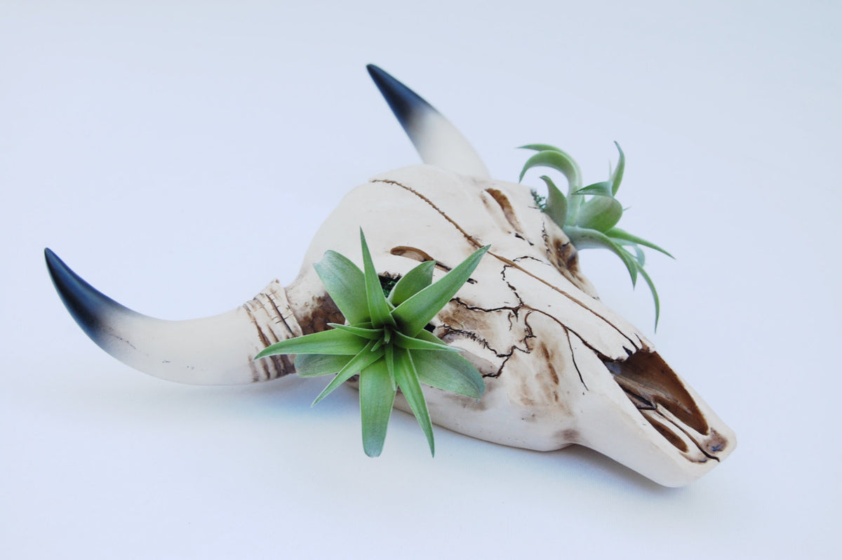 cow skull succulent planter Skull Wall Garden – The Artizan Way