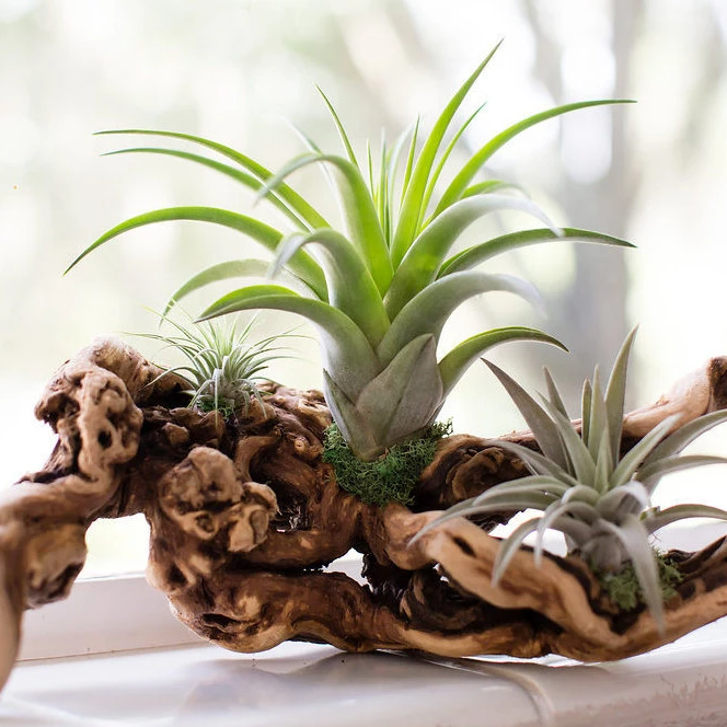 【みぃこどん】Tillandsia 4点セット Tillandsia Grapevine Wood Arrangement - Medium – The Artizan Way