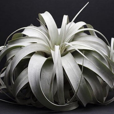 Xerographica Air Plant | Tillandsia, Silver Air Plant, Mother of Air Plants, Air Purifying, Low Maintenance, Indoor House Plant, Succulent