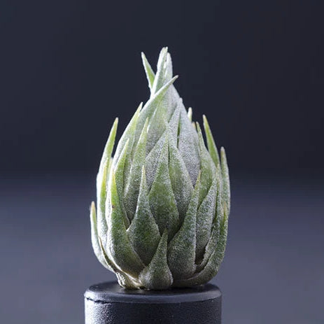 最終値下げ Tillandsia kautskyi 植物/観葉植物 - www.smachine.com.co