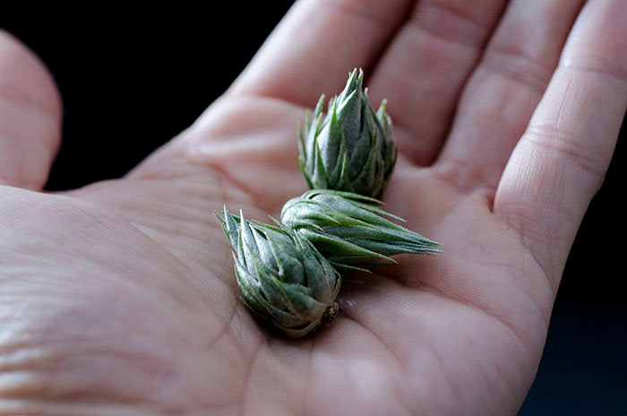 Tillandsia Kautskyi - Extremely Rare Air Plant