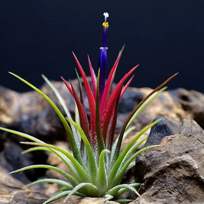 Tillandsia Ionantha Fuego - Air Plants | Buy 2 Get 1 Free! Red, Hot Pink, Terrarium, Indoor House Plant, Easy Low Maintenance Plant