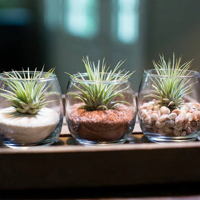 3 Tiny Air Plant Terrariums DIY Kit  | Tillandsia, Miniature Gardening, Indoor House Plant, Air Plants, Low Maintenance, Desk, Ionantha Gift