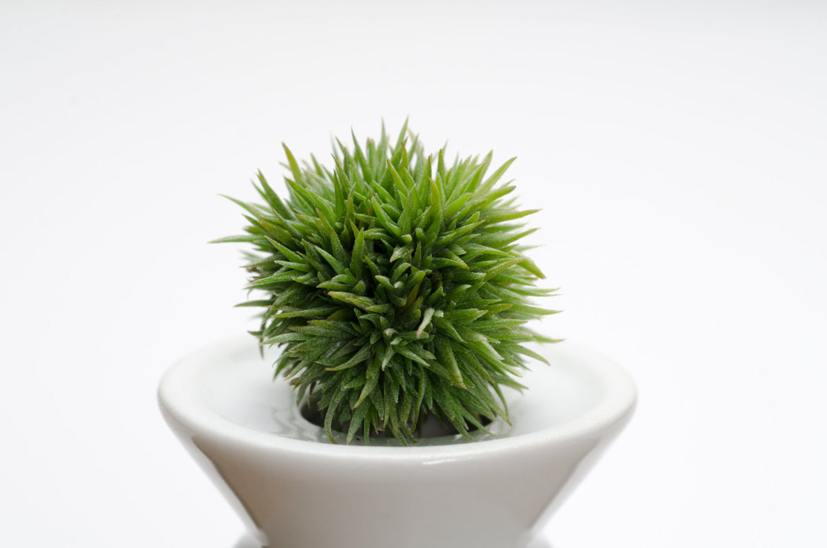 Tillandsia Aeranthos Teddy Bear - EXTREMELY RARE Air Plant