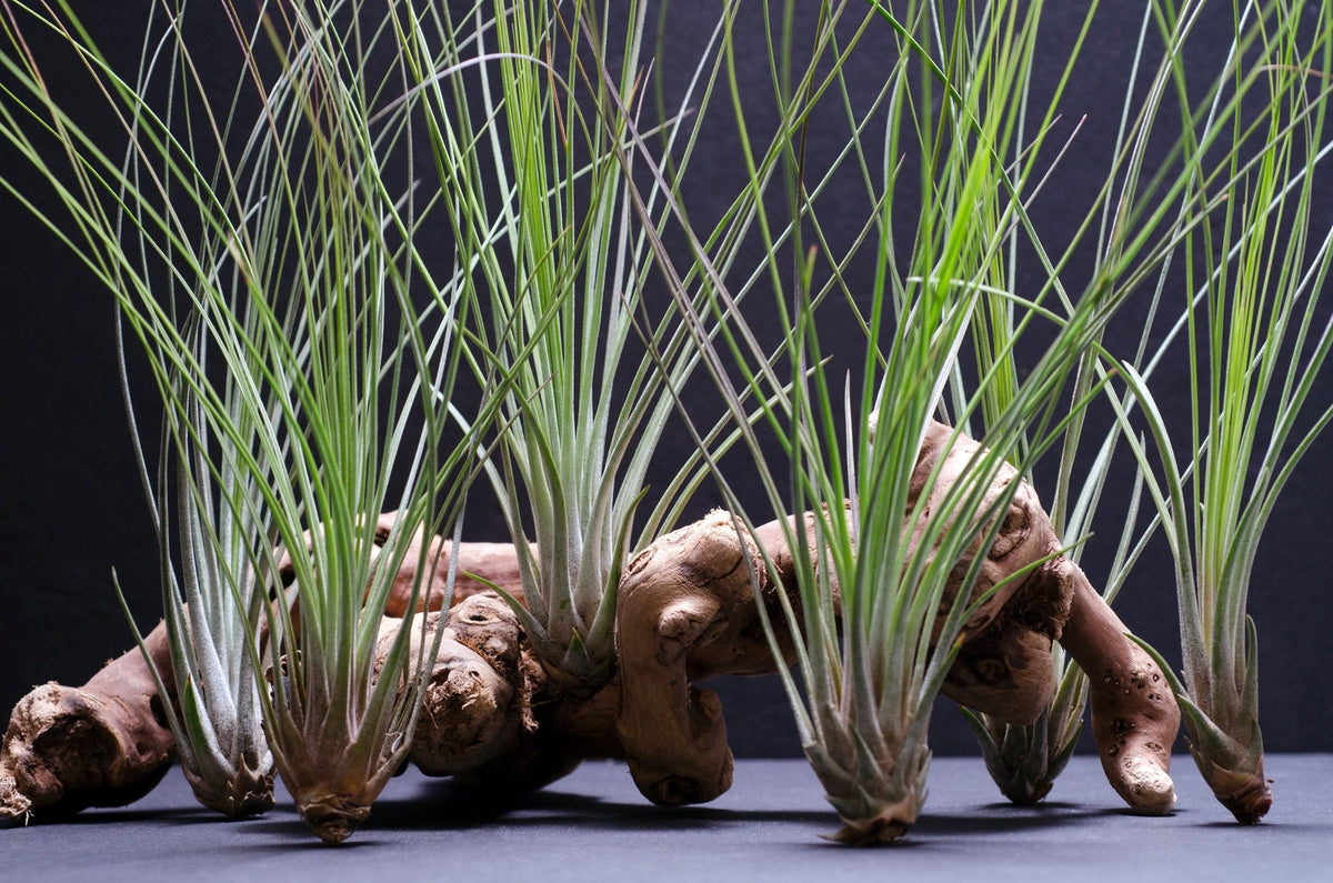 Tillandsia Juncifolia