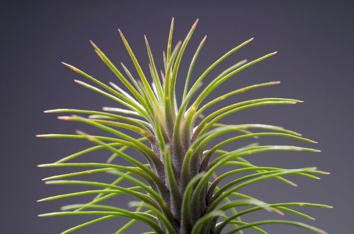 Tillandsia Funckiana var. Recurvifolia - Air Plant – The Artizan Way