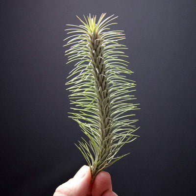 Tillandsia Funkiana No. 2 Air Plant | Funky Air Plants, Air Purifying, Low Maintenance, Indoor House Plant, Succulent