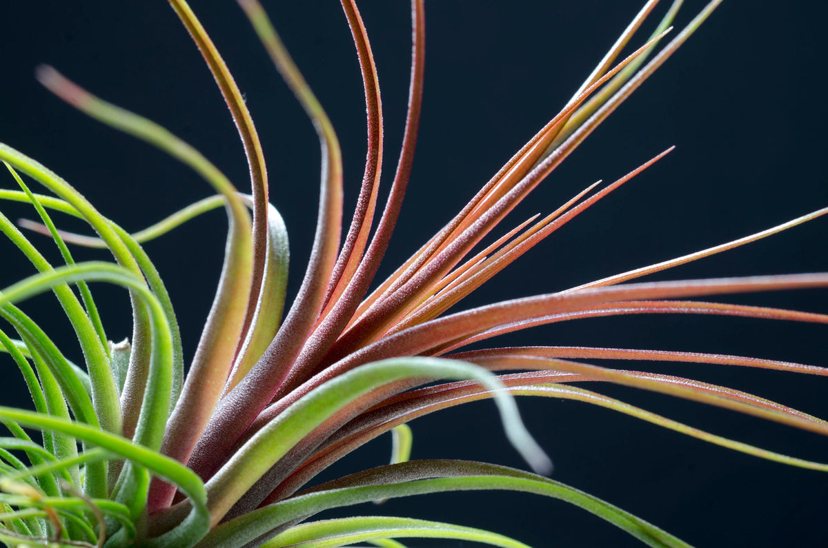 air plants rainforest Tillandsia Rainforest Red