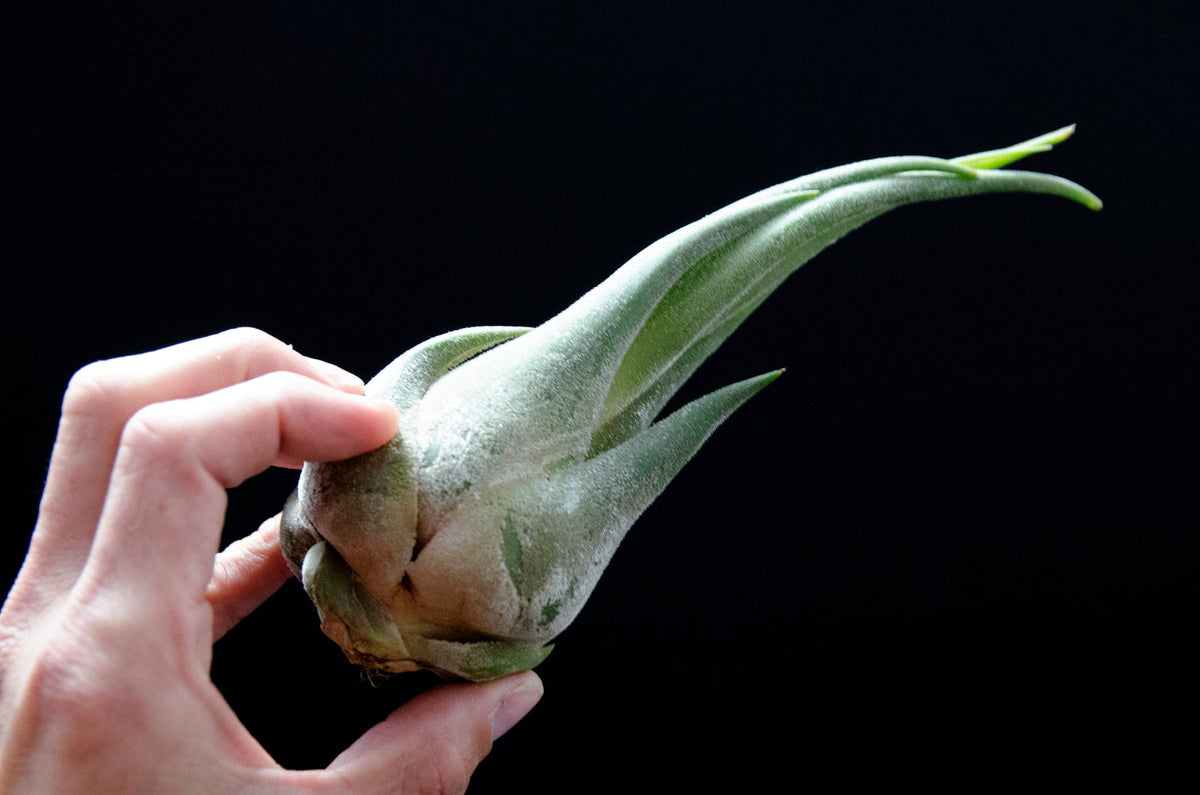 air plant looks dry Tillandsia Seleriana