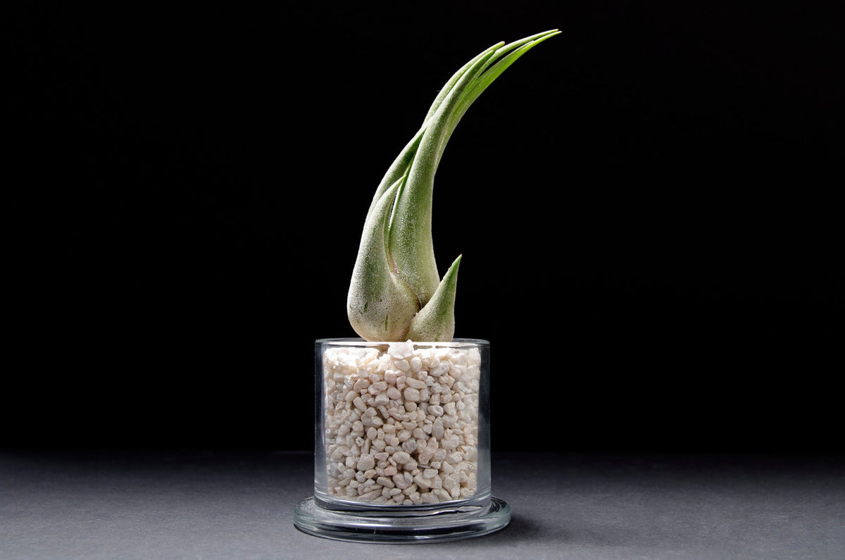 witches claw air plant Tillandsia Seleriana