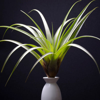 Tillandsia Fasciculata x Polystachia - RARE Hybrid | Live Air Plant, Bromeliad, Multiple Exotic Blooms, Indoor Plant, Low Maintenance, Trend