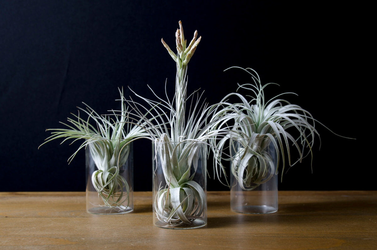most expensive air plant Tillandsia Chapeuensis – EXTREMELY RARE Air Plant – The Artizan Way