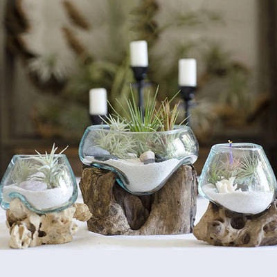 Root & Blown Glass Terrarium | Fish Bowl, Candle Holder, Serving Bowl, Driftwood