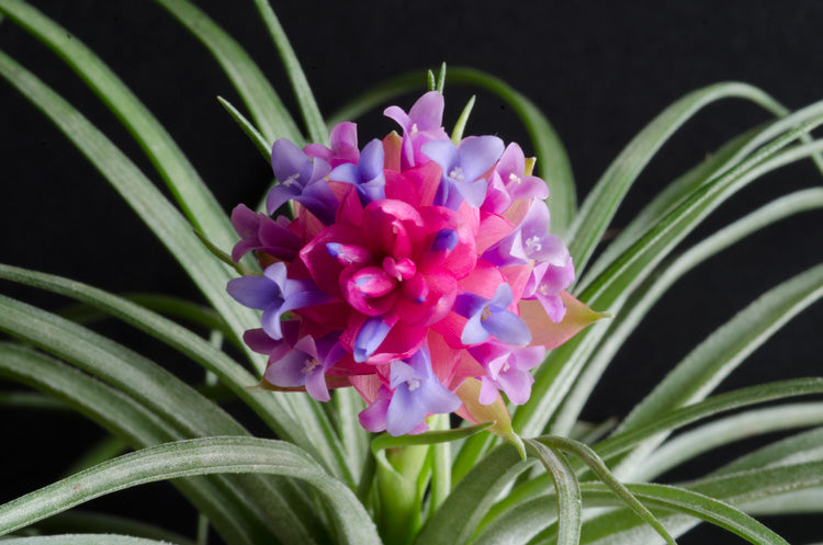 How to Get Air Plants to Bloom  