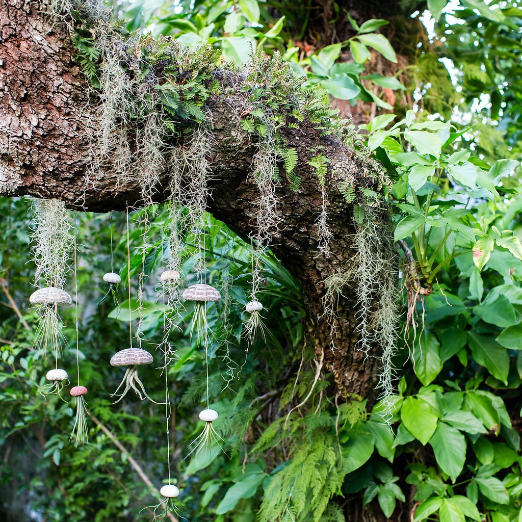 What are Air Plants?  The Artizan Way