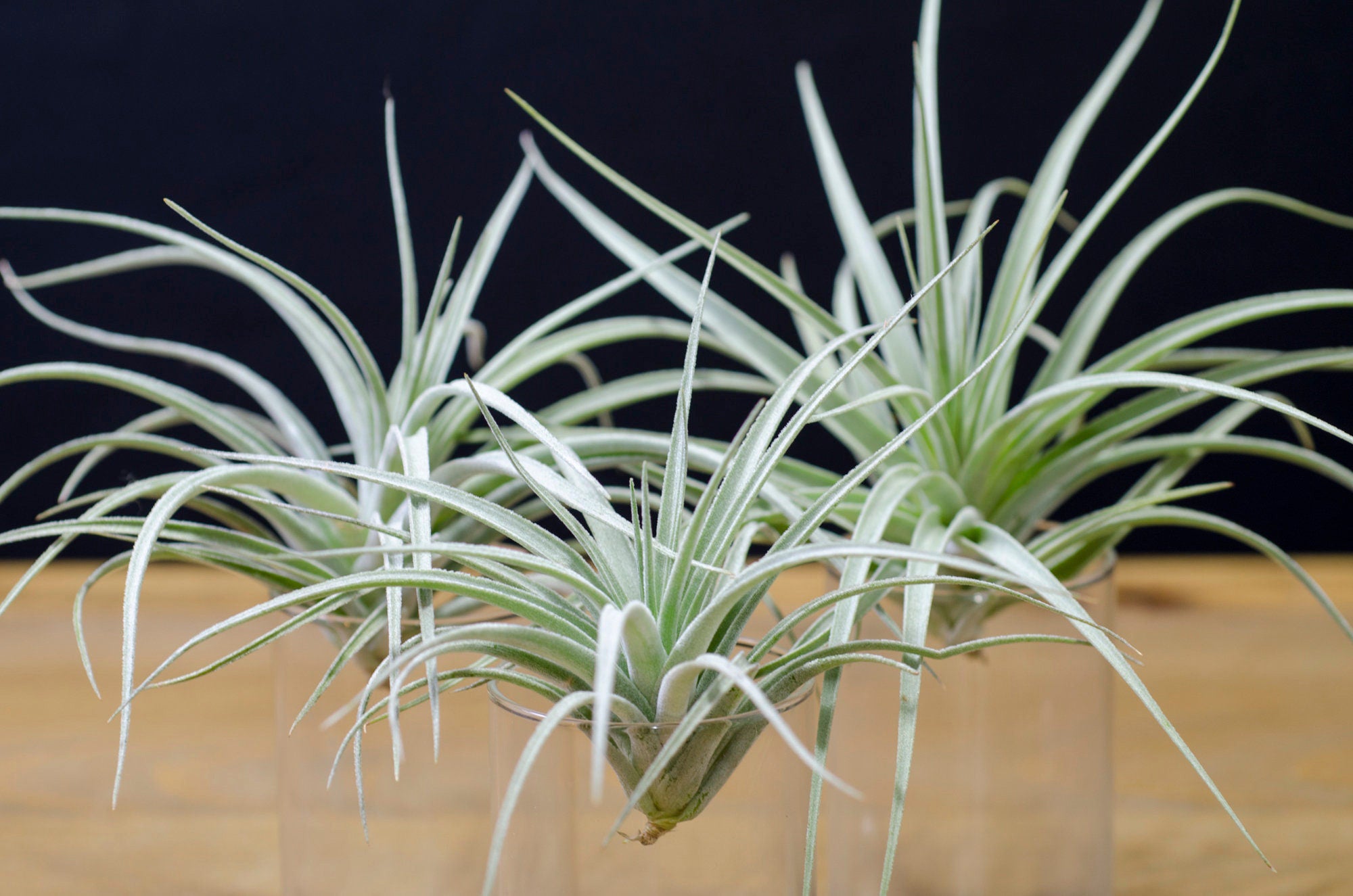 Spotlight on: Tillandsia Pohliana – The Artizan Way