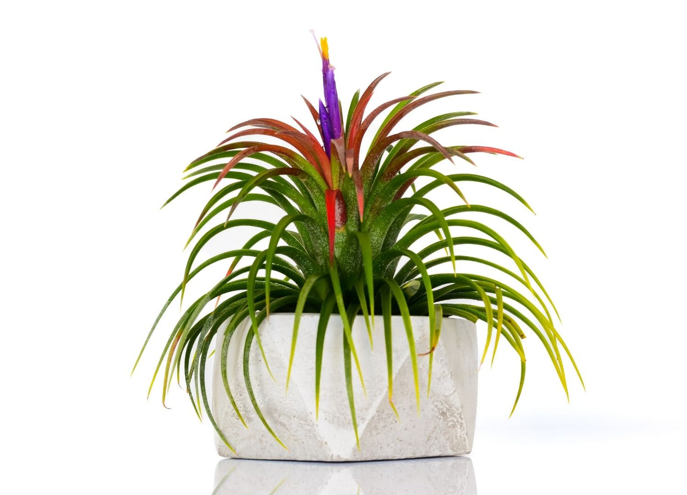 Tips for Getting your Air Plant to Bloom | Air Plant Care | The Artizan Way
