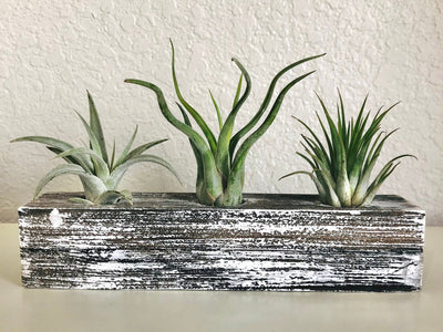 How Much Water Does my Air Plant Need?
