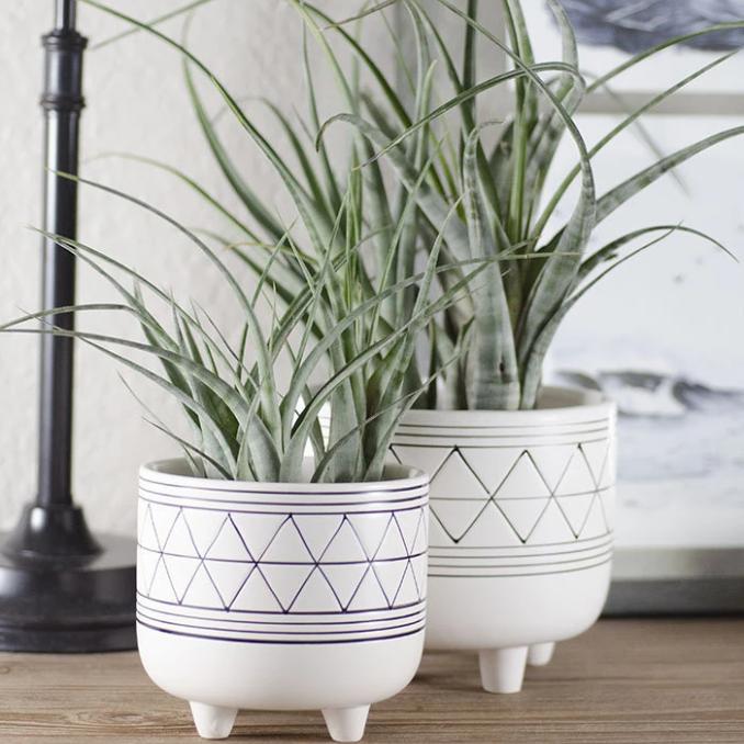 Selecting the Right Planter for your Air Plants