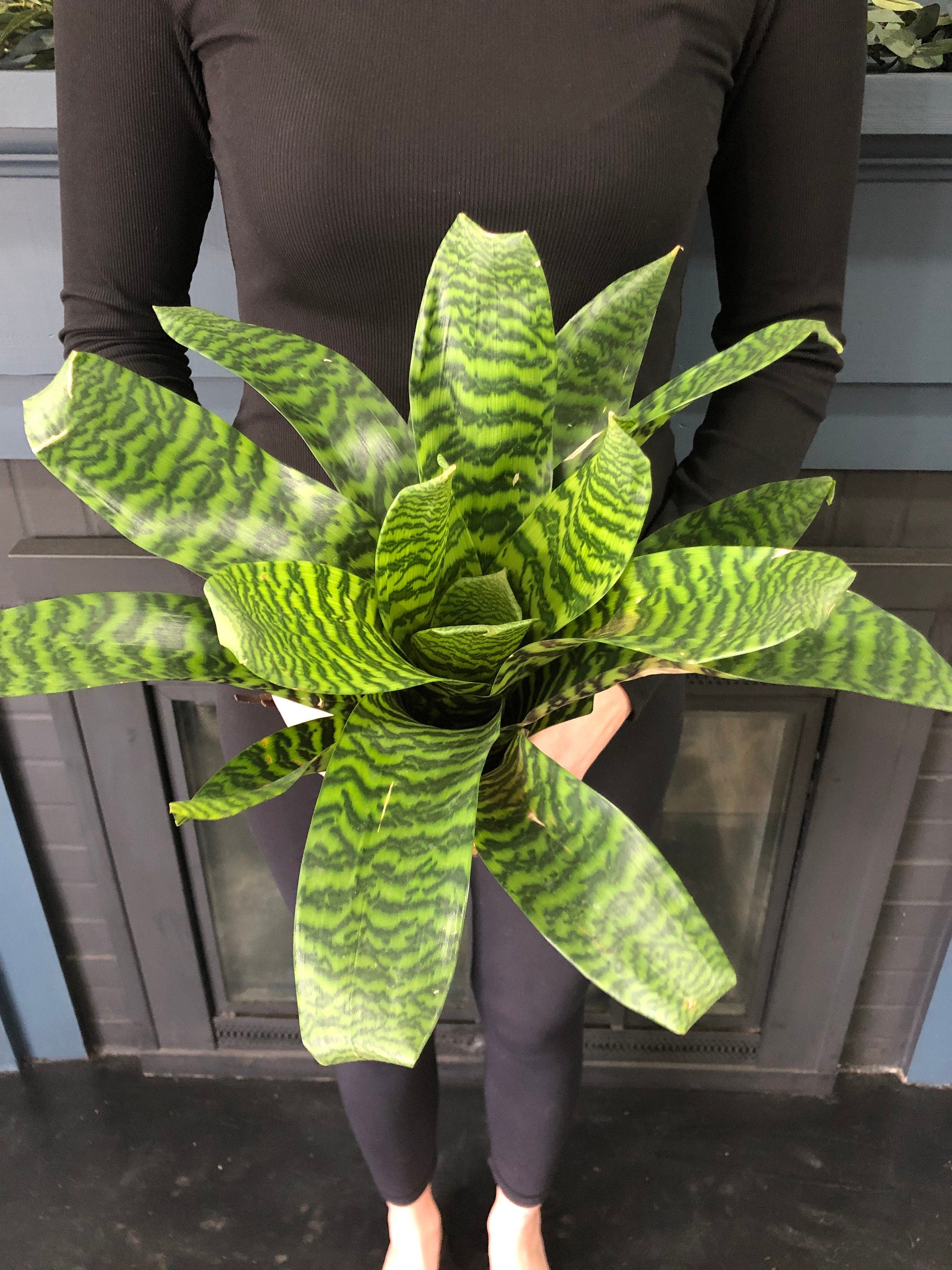 Vriesea – The Artizan Way