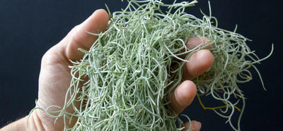 All About Spanish Moss