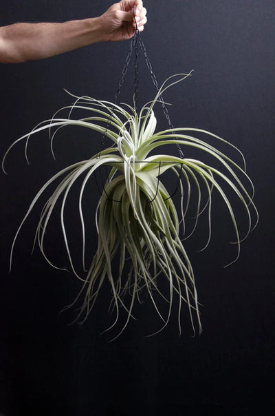A Friendly Guide to Mesic, Hydric and Xeric Air Plants