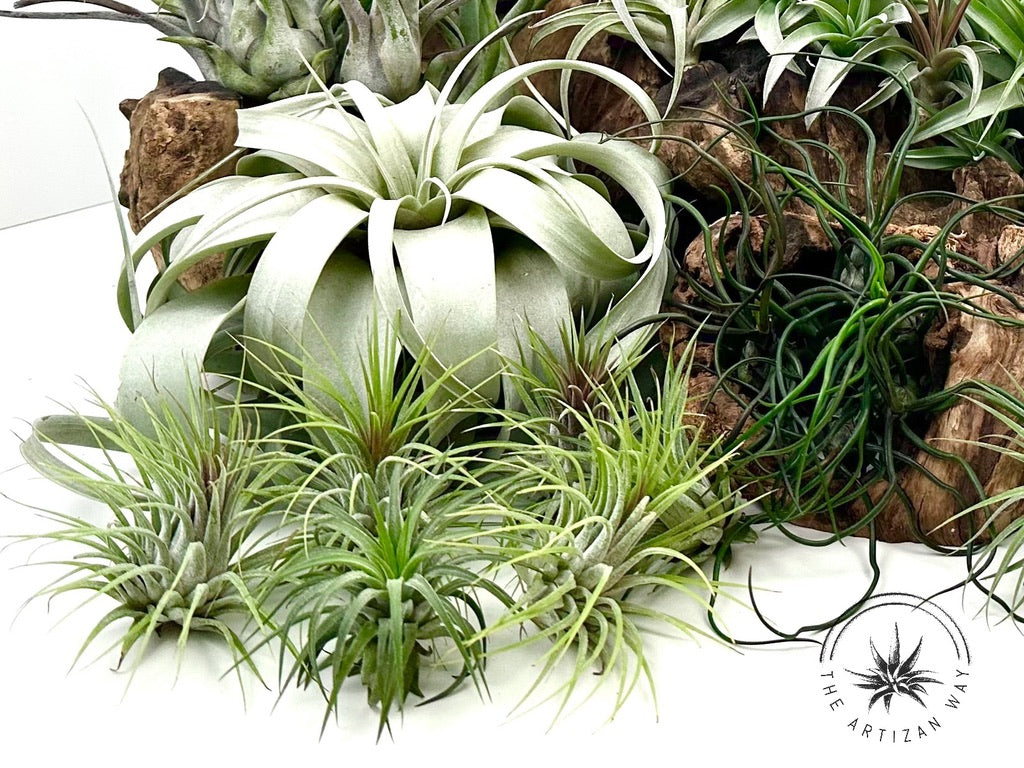 air plant bundle The Essentials Plus