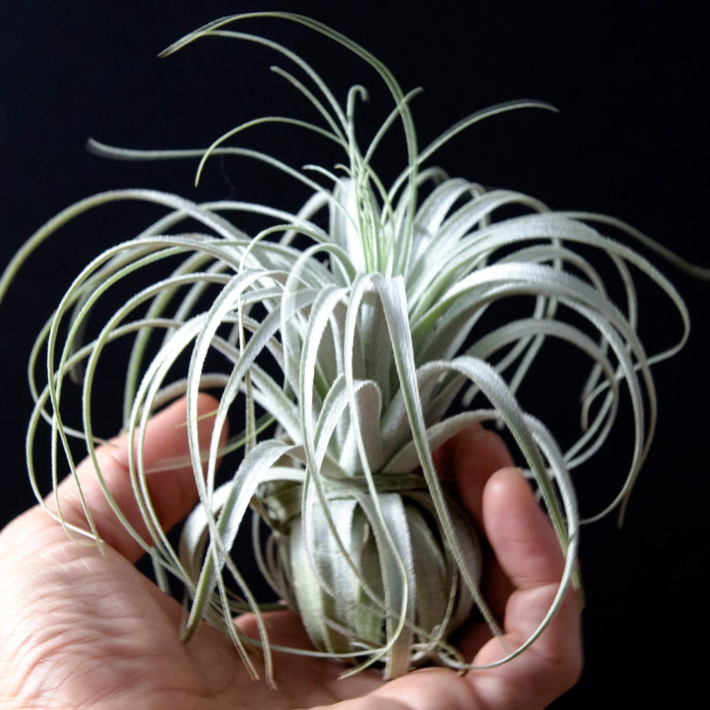 Tillandsia Chapeuensis – EXTREMELY RARE Air Plant – The Artizan Way
