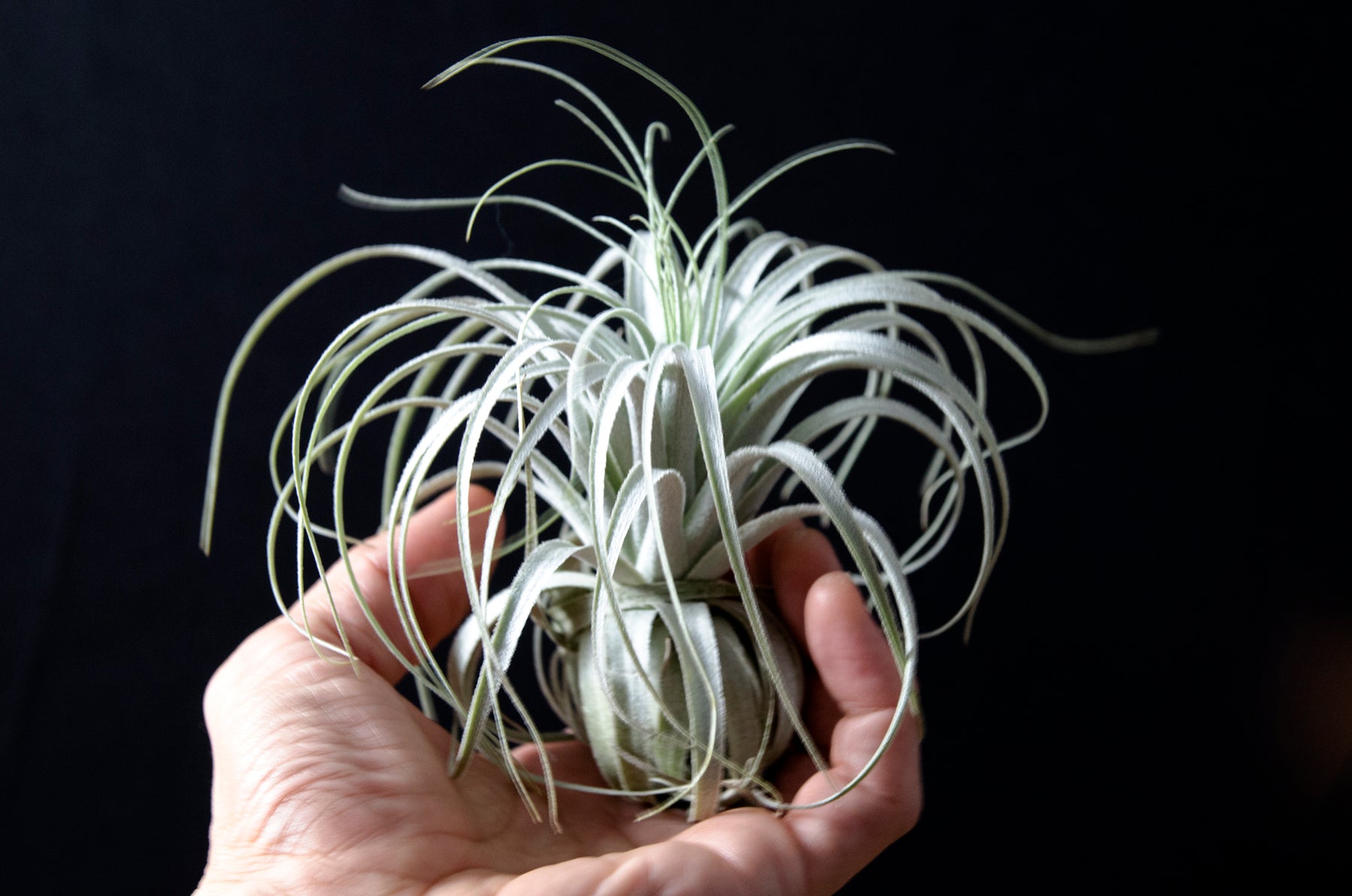 rare air plants Tillandsia Chapeuensis – EXTREMELY RARE Air Plant – The Artizan Way
