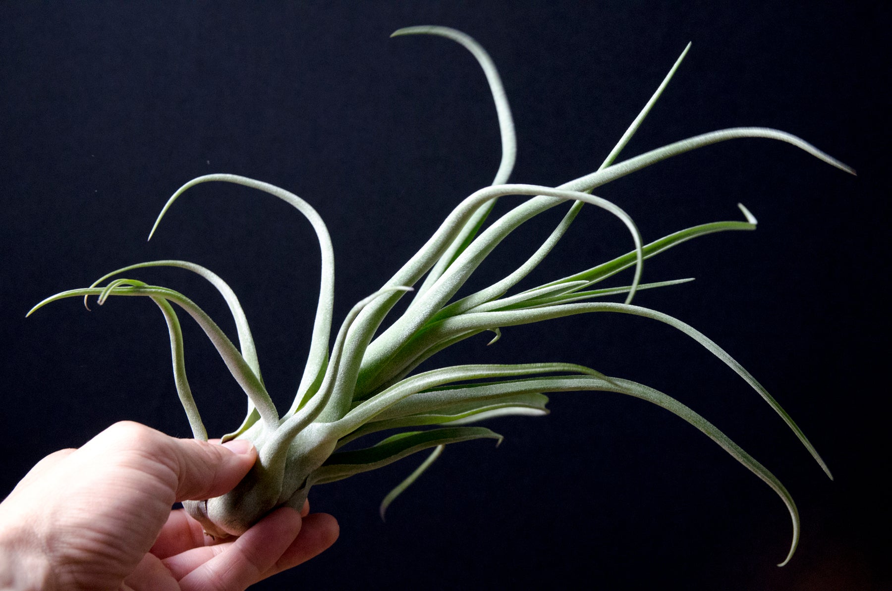 balbisiana air plant Tillandsia 'Aspiration' (Balbisiana x Streptophylla)