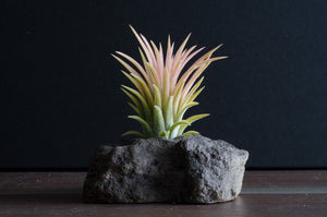 How to take care of Air Plants so they Stay Healthy and Grow Quickly