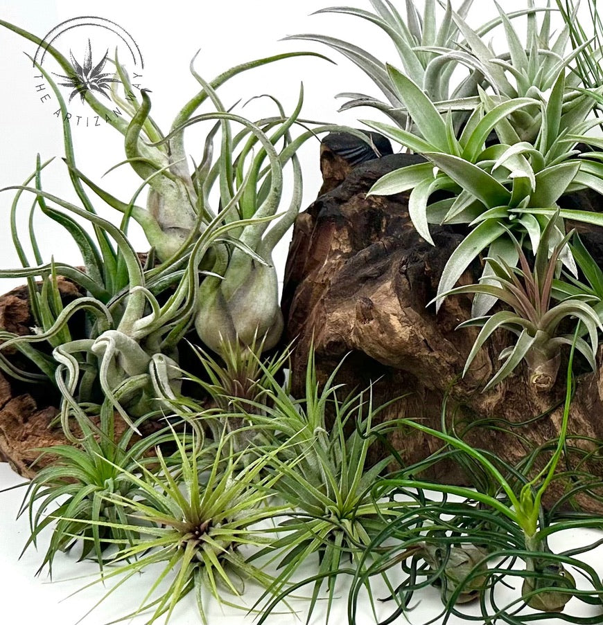 air plant bundle The Essentials