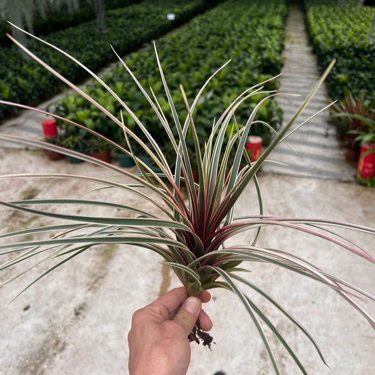 Tillandsia cyanea ‘White' T'S TROPICALS FloweringTillandsiaCyaneaGiant