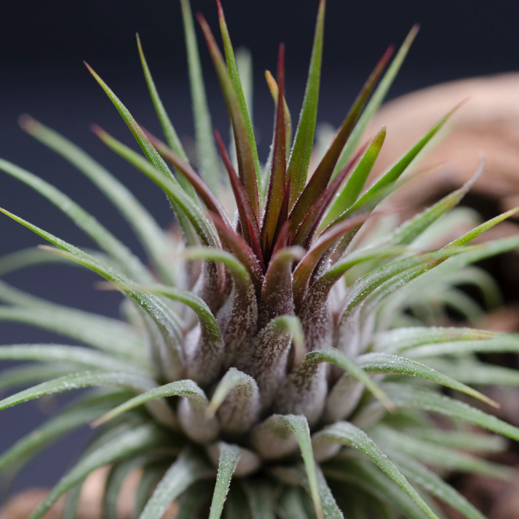 TILLANDSIA IONANTHA RUBRA – BellasBloomShop Tillandsia ionantha
