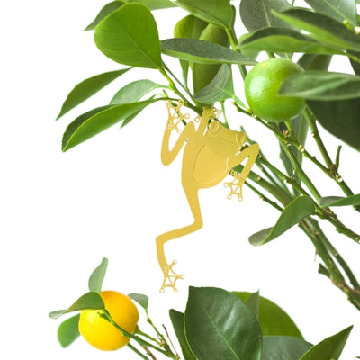 Cutre Tree Frog for your indoor plant decor
