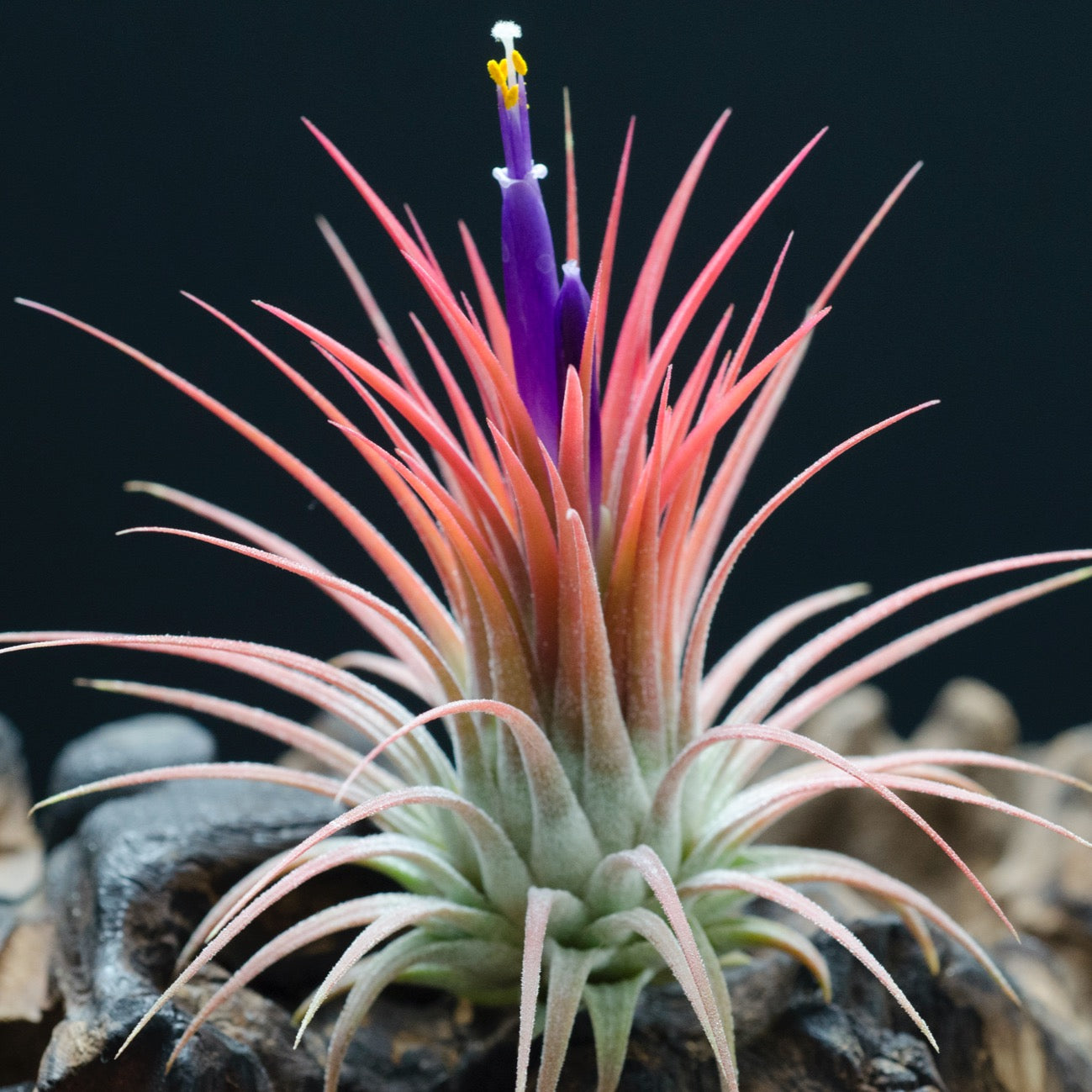 Tillandsia Ionantha Fire of Tinco - Orange Red Blushing Air Plant 
