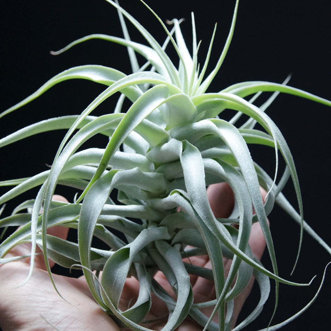 air plant cactus Tillandsia Cacticola Long Form Silver