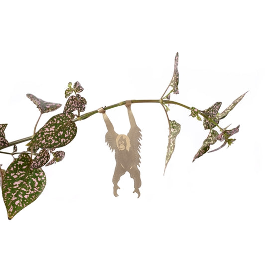 plant hanging animals Plant Animal