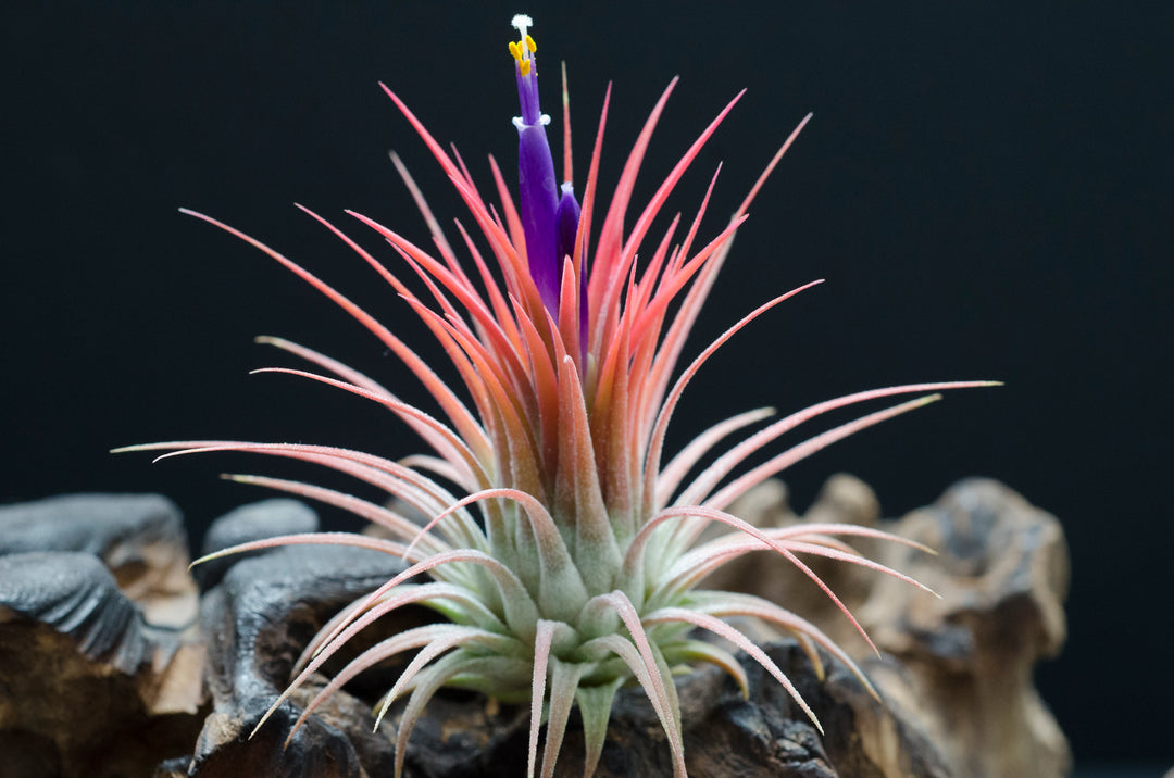 ブロメリア・エアープランツ ionantha 'Orange Blush' T. ionantha 'Peach' NTH 142 またNTHピーチですみませーん