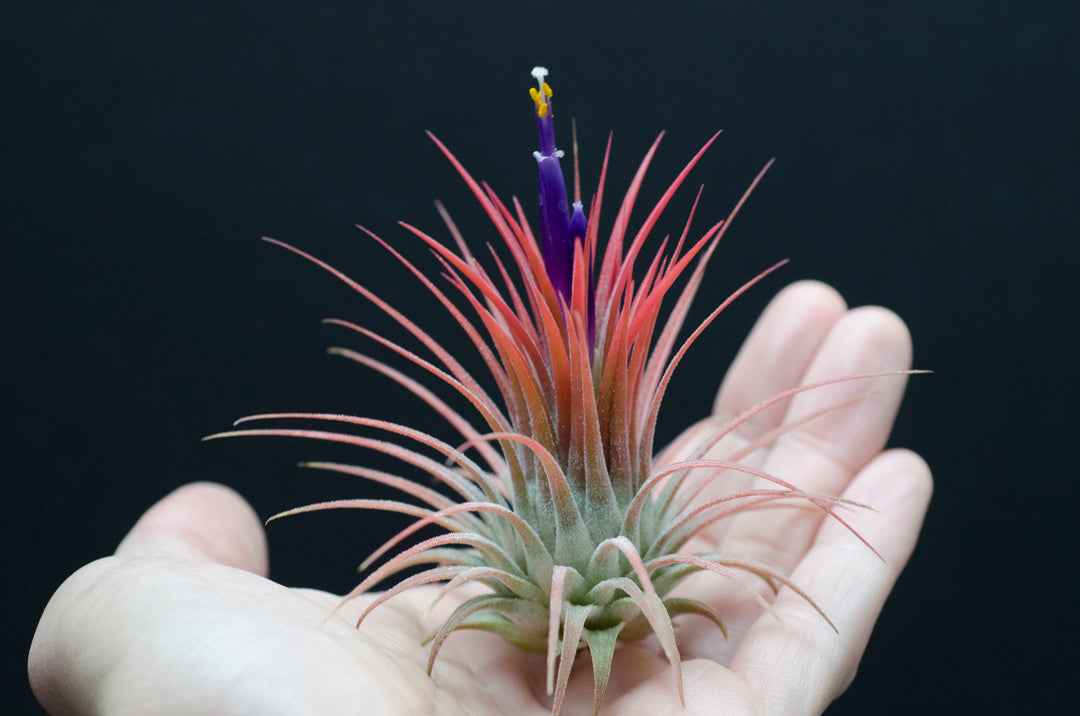 Tillandsia Ionantha Fire of Tinco - Orange Red Blushing Air Plant
