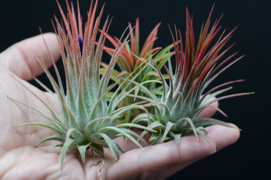 Tillandsia Ionantha Fire of Tinco - Orange Red Blushing Air Plant