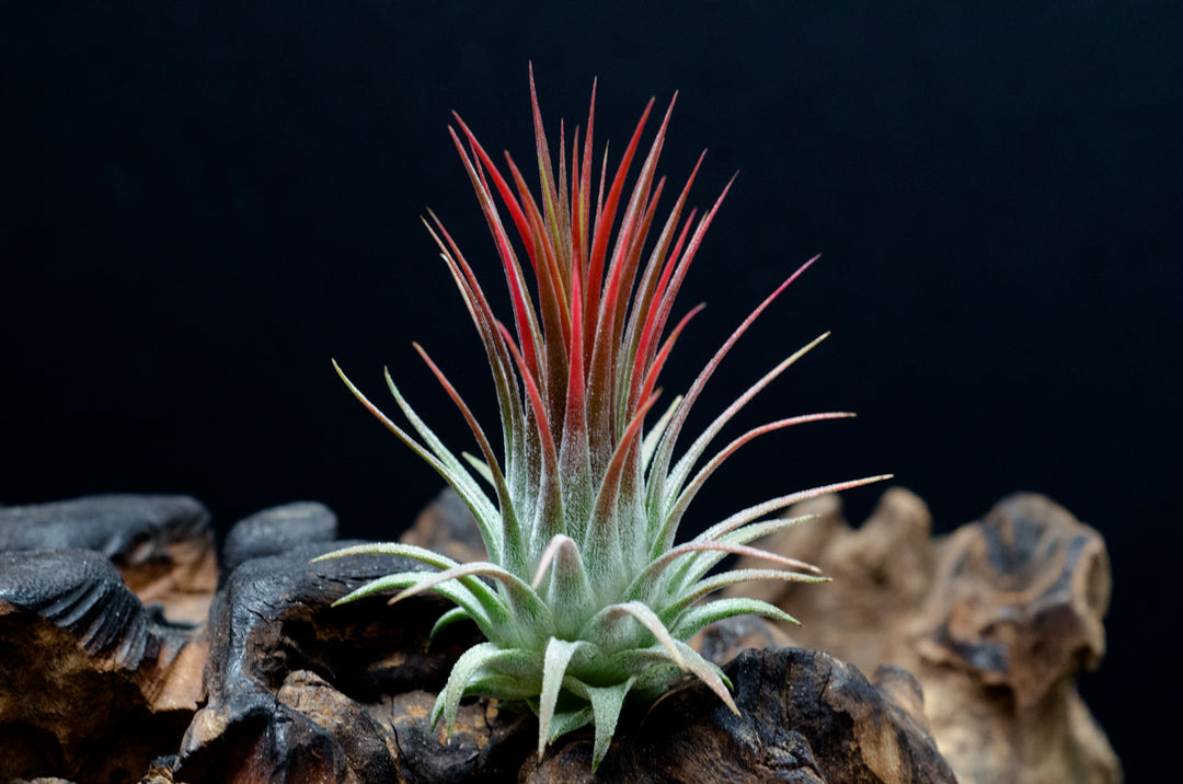 Tillandsia Ionantha Fire of Tinco - Orange Red Blushing Air Plant