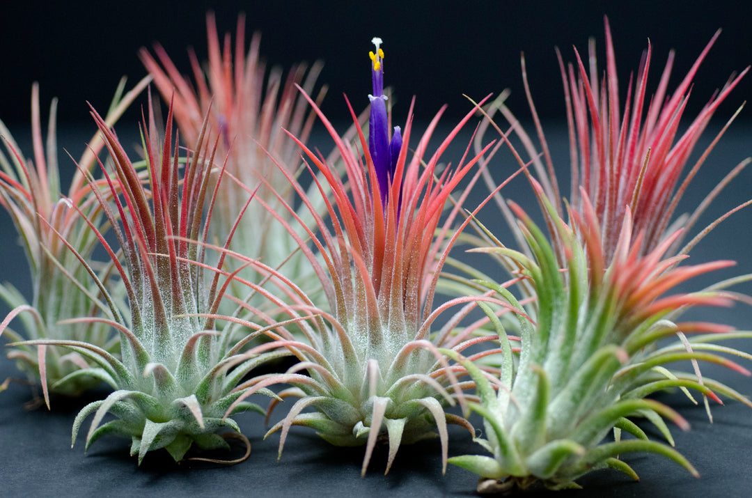 ブロメリア・エアープランツ Tillandsia ionantha Orange T'S TROPICALS Peach Orange Capitata Air Plant - Ionantha Tillandsia