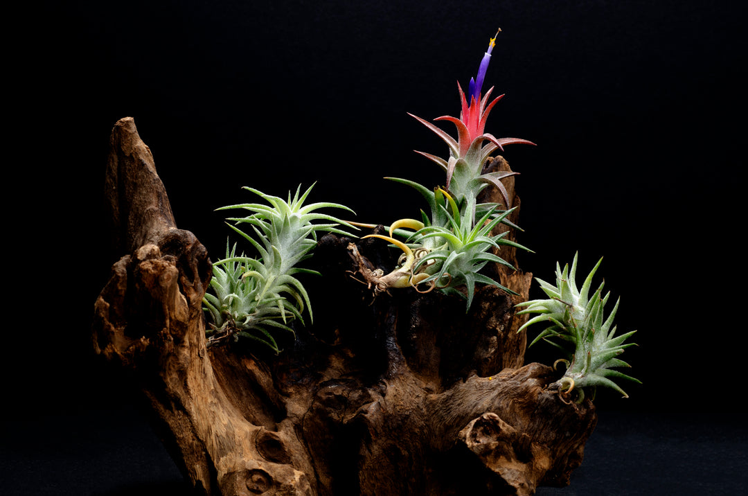 ブロメリア・エアープランツ Tillandsia Vanhyningii The Cutest Ryan Tillandsia Ionantha v Vanhyningii Air Plant – The Artizan Way