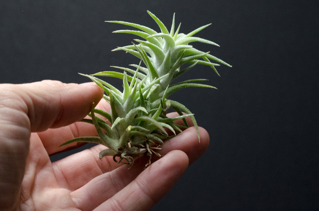 Tillandsia Ionantha v Vanhyningii Air Plant – The Artizan Way