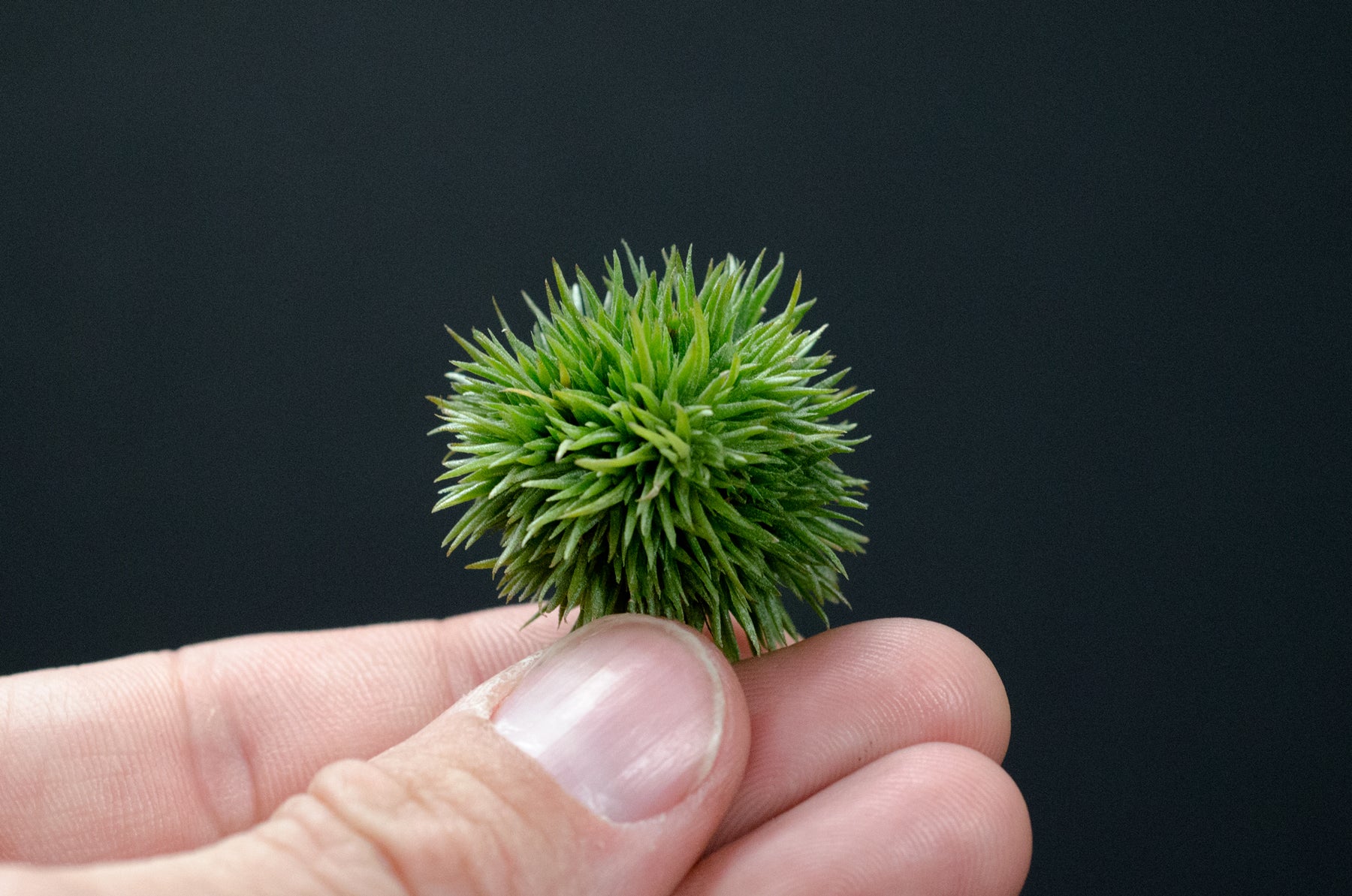 aeranthos teddy bear air plant Tillandsia Aeranthos Teddy Bear